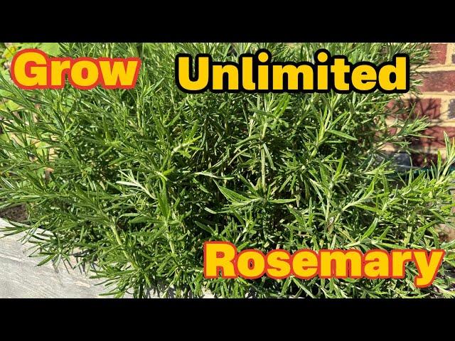 Make Rosemary Hydrosol from Fresh Rosemary. How to Grow Rosemary? Benefits of Rosemary Hydrosol