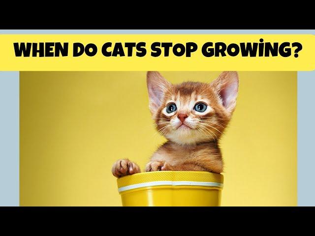 When Do Cats Stop Growing?  - The Answer Might Surprise You! - Cats Knowhow