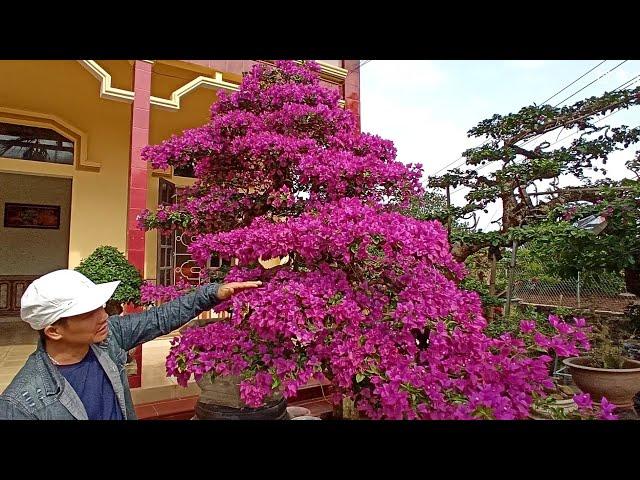 Siêu phẩm hoa giấy rực rỡ lần đầu ra mắt ae chơi cây cảnh bonsai️BShp(Mr.Đại 0967828345)