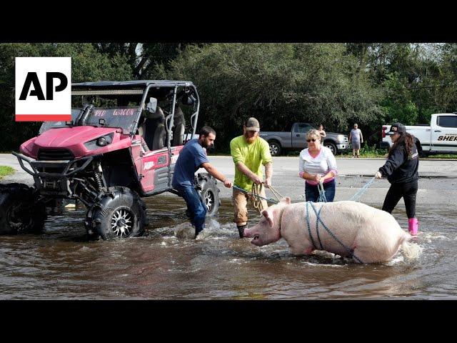 Pig rescued in Florida after Hurricane Milton floods streets