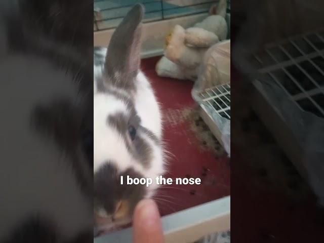 Boop the bunny