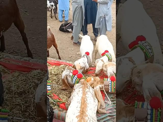 #love #funny #beetal #cow #qurbanvlogs #cattlemarket #mansehra #bull #cowmandi #qurbani #multan
