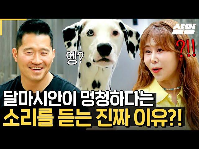 [#고독한훈련사] 달마시안은 청력이 좋지 않다고 백일이가 둔했던 이유..?! 사실은 열혈 개 엄마였던 서준 맘이 키우는 대형견 달마시안 백일이와 레트리버 꼼디 이야기