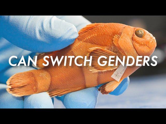 5 Animals That Can Switch Genders