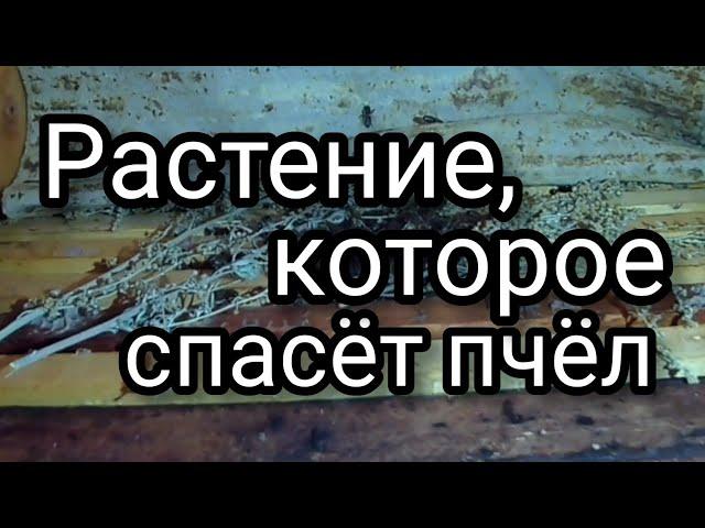 Пчёлы довольны. Пчеловоды в восторге. Пчеловодство живёт.