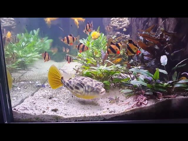 Live Eartworms and New Tankmates for the Fahaka Puffer/Tetraodon Lineatus