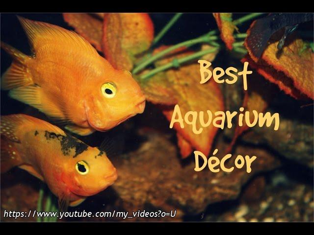 Best Fish Tank Décor