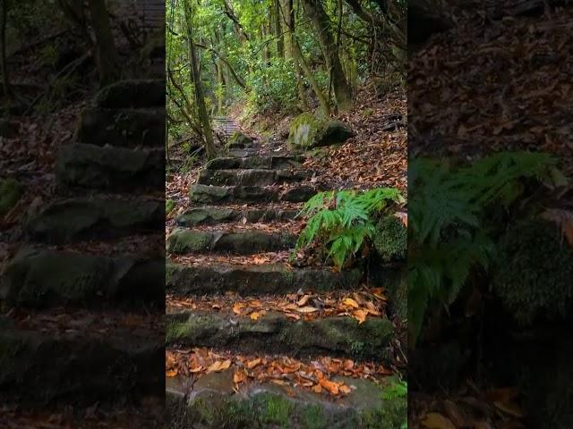 Madeira #shorts #relaxing #nature #video #video