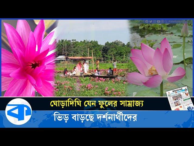 পদ্মফুলের সাম্রাজ্য দেখতে প্রকৃতিপ্রেমীরা ছুটছেন ঘোড়াদিঘি বিলে |  Poddo Bil | Kaler Kantho