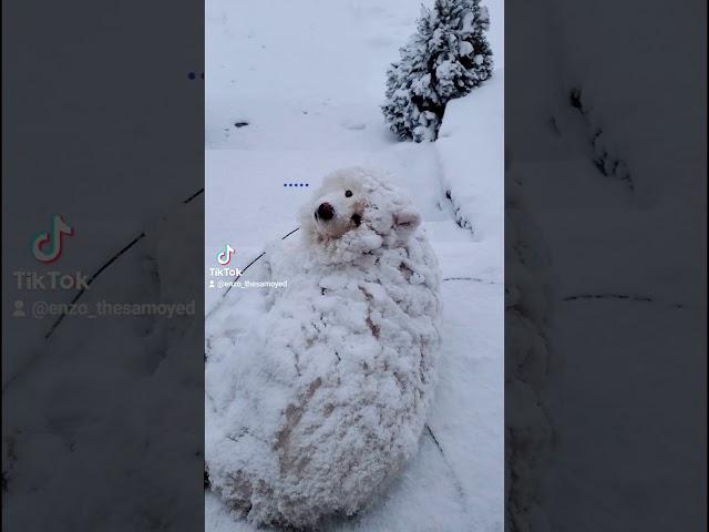 Find Enzo in the snow!