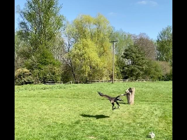 Lavenham falconry the raptor conservancy