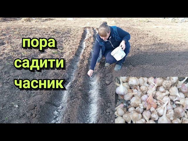 ПОСАДКА ЧАСНИКУ НА ЗИМУ .Коли садити озимий часник