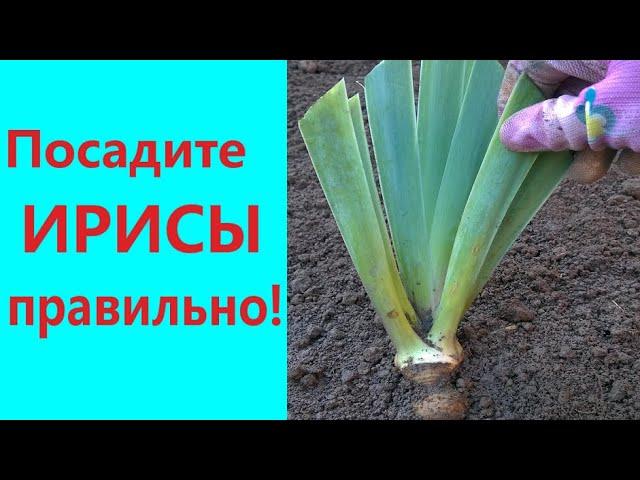 PLANT IRISES RIGHT! Transplant and planting irises step by step.