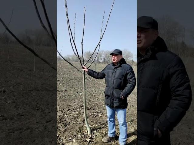 AGROKARADAG - Green Life Питомник, Саженец грецкого ореха Чандлера, Саженец миндаля, Саженец фруктов