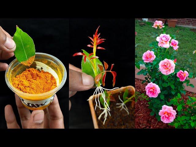 Super easy method to grow rose leaves from cuttings at home || Easy gardening method