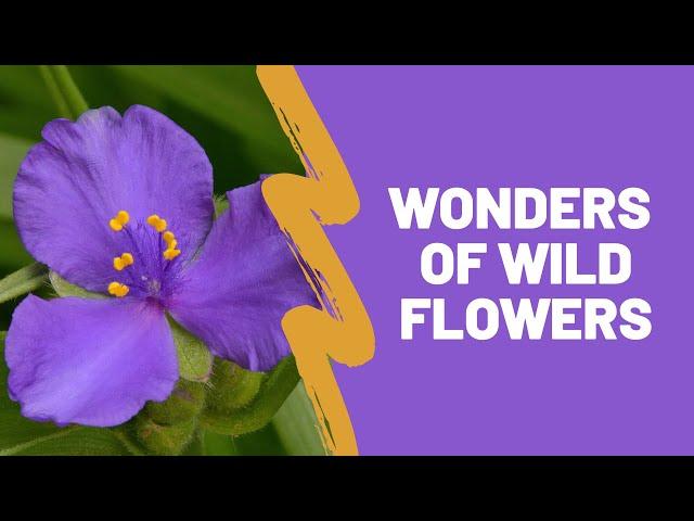 Wonders of Pennsylvania Wildflowers