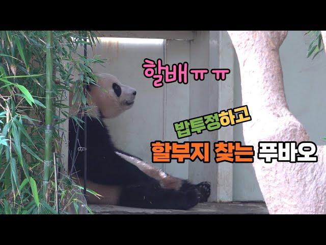 에버랜드 판다월드 푸바오가 대나무 먹는둥마는둥 하고 놀러다녀서 송바오가 해결해줌!  Baby Panda Fu Bao