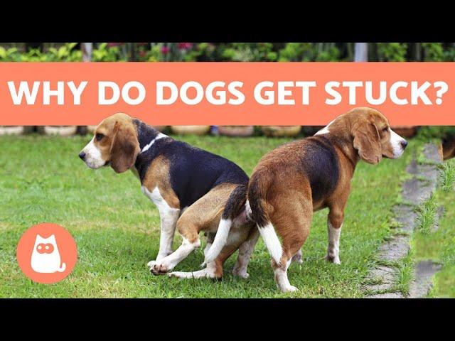 Why Dogs Get Stuck After MATING - Breeding Explanation