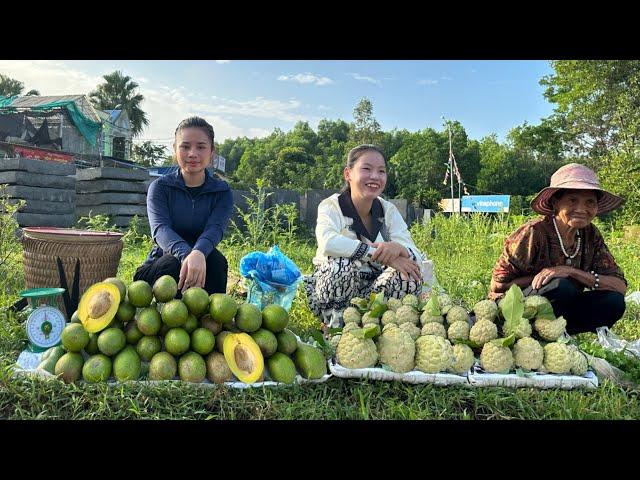 Harvest Avocados to go to the market to sell - Gardening