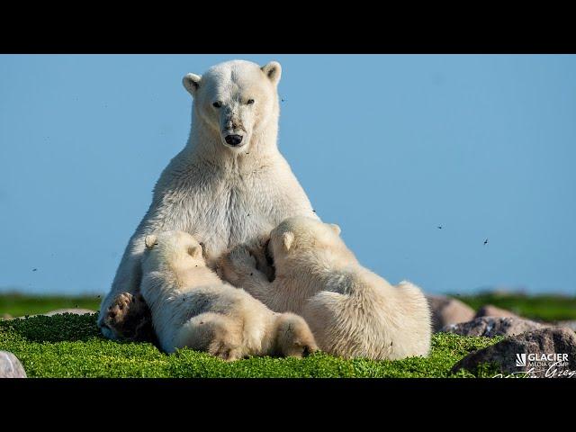 B.C. photographer wins prestigious award for intimate polar bear snaps