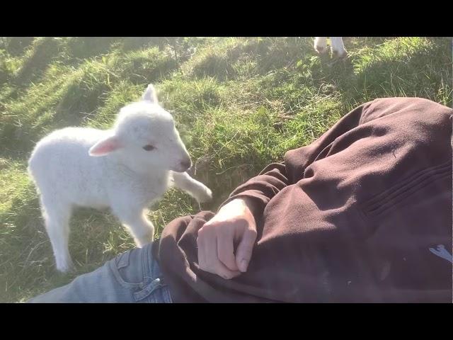 Cute Lamb Needs Attention