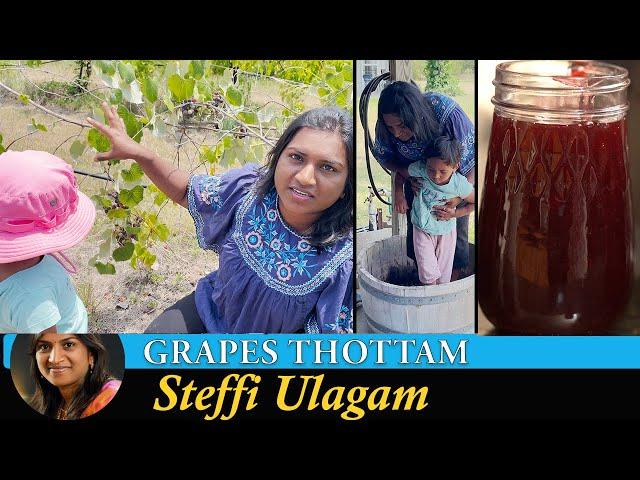 திராட்சை தோட்டம் Vlog in Tamil | Stomping Grapes in Barrel | Making Grapes Jam in Tamil