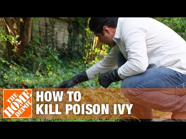 5 Ways to Get Rid of Poison Ivy Plants From Your Lawn | The Home Depot