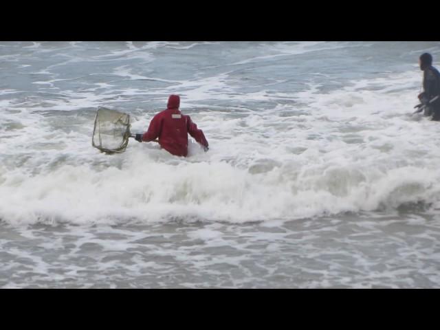 Fishing for amber in Pionersky