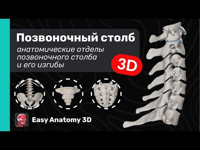 Анатомия позвоночного столба 3D | Изгибы позвоночного столба | Easy Anatomy 2024