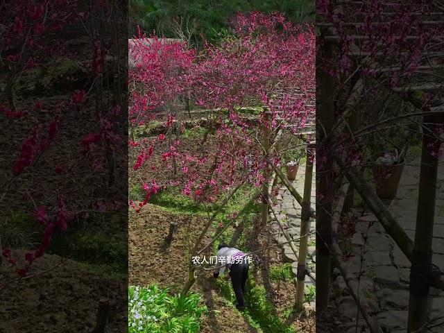 世界上有两个桃花源，一个在你心中，一个在重庆酉阳。#桃花源   #旅行推荐官   #重庆旅游