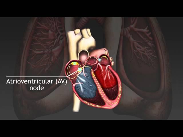 How the cardiac cycle is produced by electrical impulses in the heart