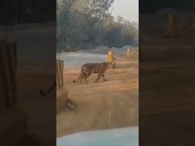 National Animal on National Highway