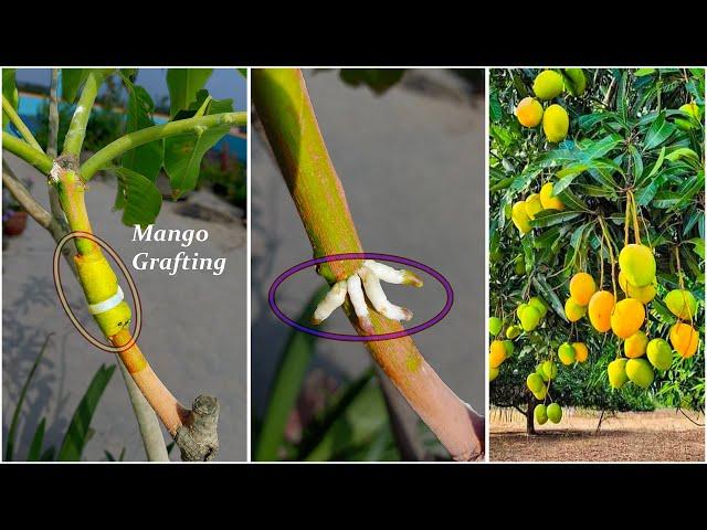 How to Air Layering Mango treeEasy method to grow mango tree from cuttings at home