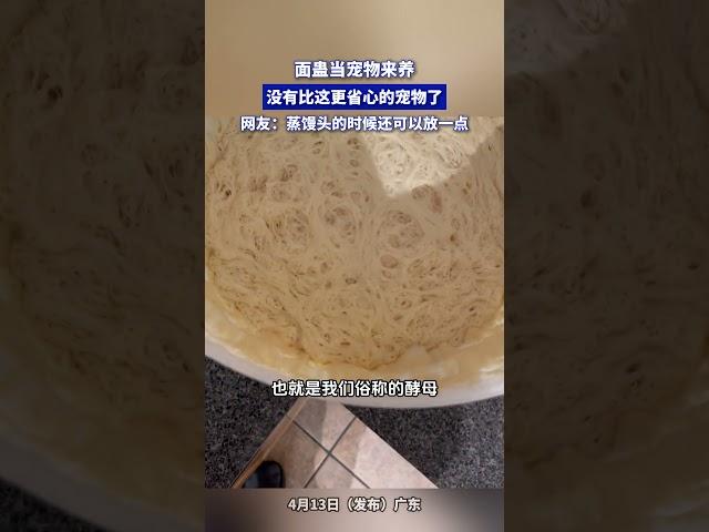 麵蟲當寵物來養，沒有比這更省心的寵物了，網友：蒸饅頭的時候還可以放一點。#shorts #china #DynamicChina