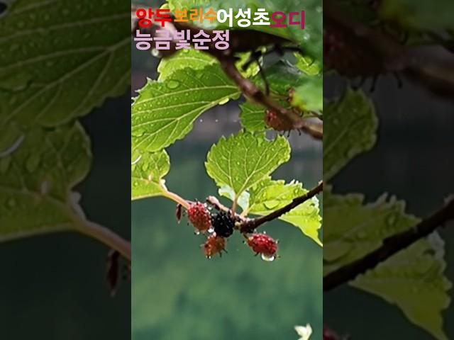 능금빛순정 배호 #어성초