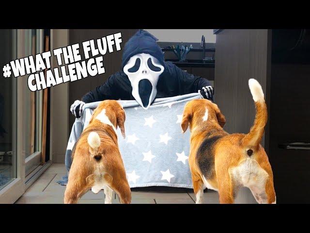 BEAGLES REACT TO WHAT THE FLUFF CHALLENGE | Louie The Beagle