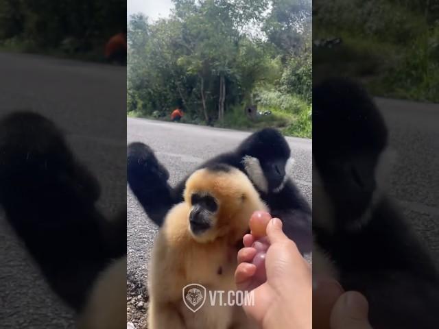 Black Monkey’s Wife Meets His Old Friend 