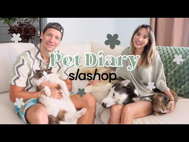 CHRISTMAS HOME DECORATING with a husky & 2 cats, ft. Slashop!  Pet Diary #6 | YB Chang Biste