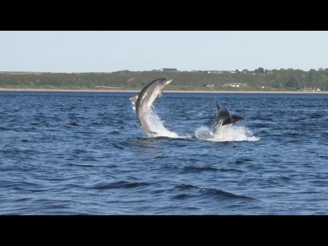 Bottlenose Dolphins breaching