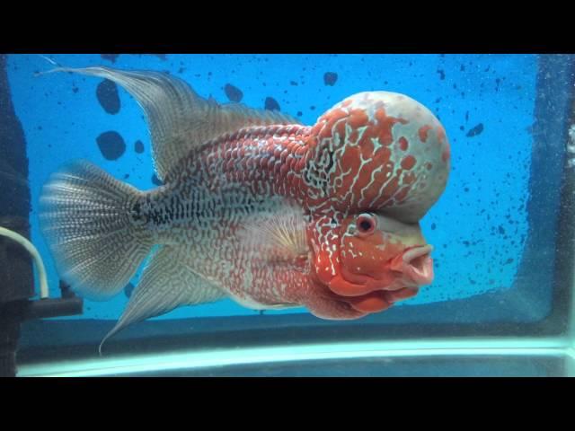 Flowerhorn