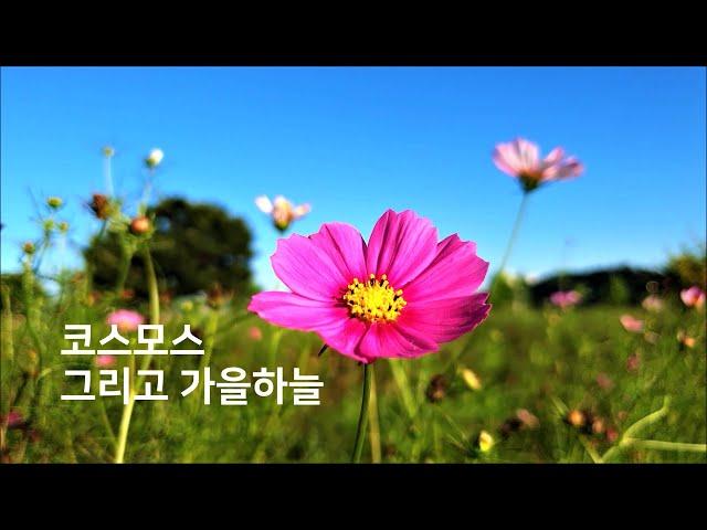 [코스모스 그리고 가을하늘] 구리한강시민공원, Cosmos Flowers and Autumn Sky