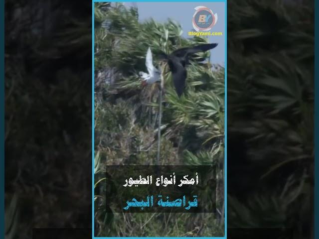 الطيور القراصنة #shorts