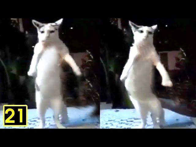 KÊNH NHỊ   ĐỌC SUY NGHĨ ĐỘNG VẬT KÌ 21   HÀI CHÓ MÈO MỚI NHẤT FUNNY CAT DOG 2020