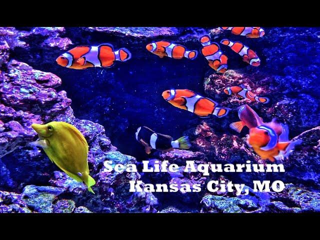 Sea Life Aquarium – Kansas City, MO: Wandering Walks of Wonder Slow TV Walking Tour 4K