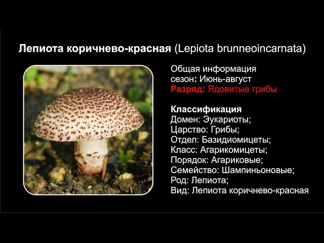 Лепиота коричнево-красная (Lepiota brunneoincarnata)