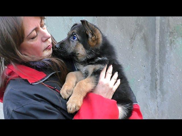 Немецкие овчарки питомника "Дженестра". German Shepherd Kennel "Dzhenestra". Одесса.