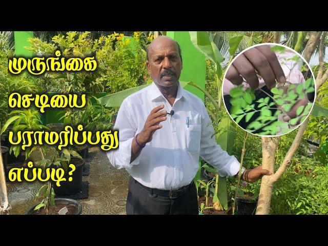 Tips to grow Murugai Plant in Terrace Garden  / முருங்கை செடியை பராமரிப்பது எப்படி?