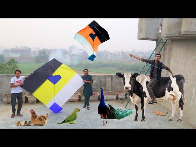 Kite Buy Umer Vs Nasir Peacock Caught | Kite