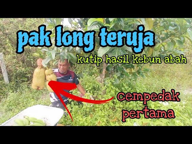 [Episod1234] hari gembira ni, pungut hasil buah di kebun abah.