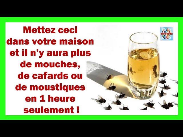 Mettez ceci à la maison et il n’y aura plus de mouches de cafards ou de moustiques